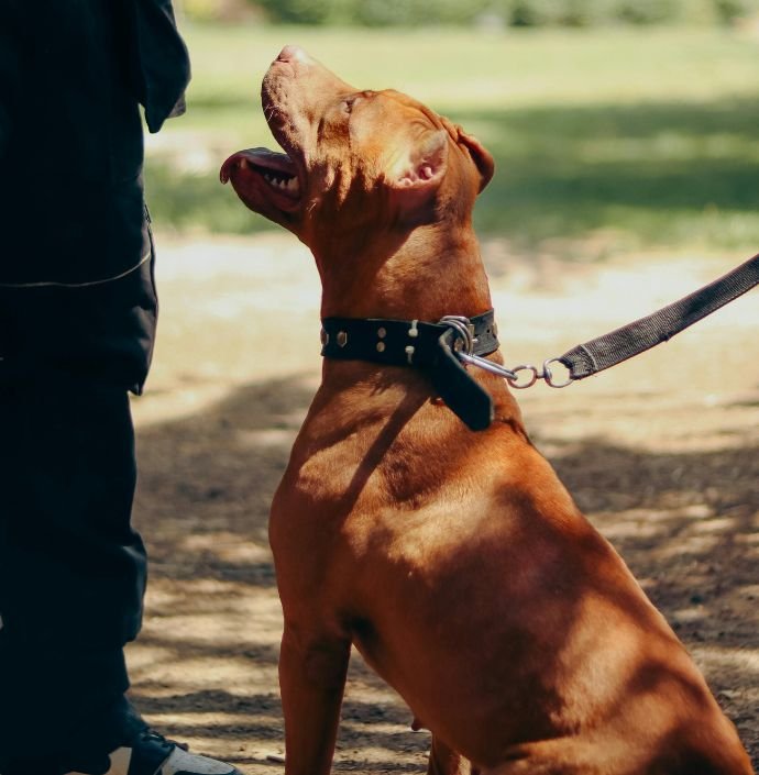 Εκπαιδευτές σκύλων / φύλαξη κατοικιδίων